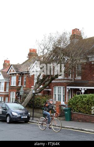 Un albero caduto si appoggia contro una casa in Brighton dopo tempesta Katie ha colpito la Gran Bretagna per tutta la notte. Marzo 28, 2016. James Boardman / Immagini teleobiettivo +44 7967 642437 Foto Stock