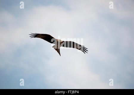 Aquilone rosso, Milvus milvus, in volo Foto Stock