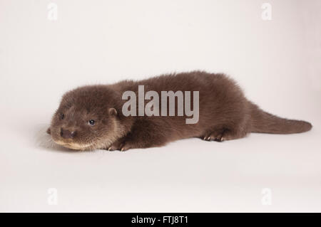 Orfani Lontra europea in studio Foto Stock