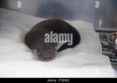 I capretti Lontra europea dormire in gabbia a wildlife hospital Foto Stock