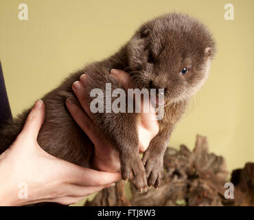 I capretti Lontra europea in mano Foto Stock