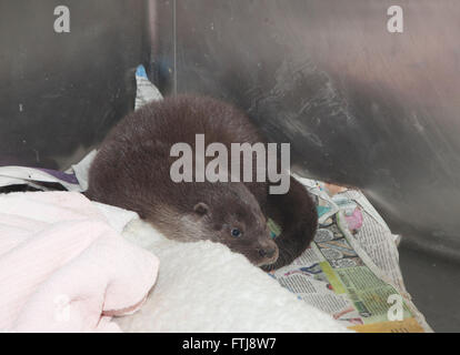 Lontra europea, Lutra lutra, orfano in gabbia in ospedale della fauna selvatica Foto Stock