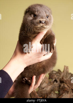 I capretti Lontra europea in mano Foto Stock