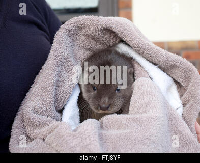 I capretti Lontra europea avvolto in asciugamano Foto Stock