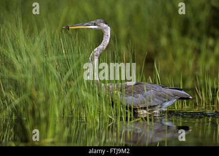 Airone blu (Ardea erodiade). Walpole, New Hampshire, Stati Uniti d'America. Foto Stock