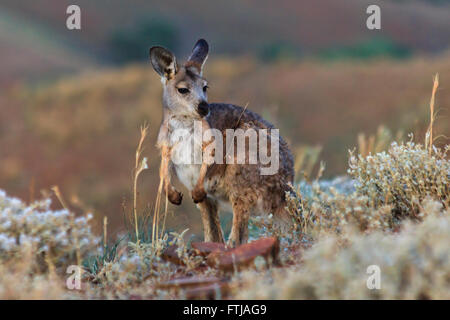 La vita selvatica animali permanente di canguro circondato da habitat naturale - erba e arbusti nel parco nazionale. Foto Stock