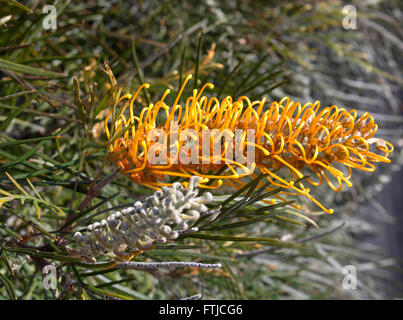 Bella lunga arancione profumate spazzole di grevillea australiano specie attraggono gli uccelli e le API per il giardino e la boccola terre . Foto Stock