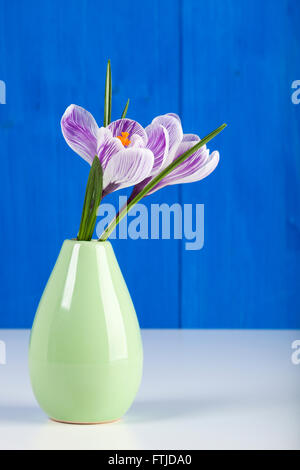 Pickwick cultivar Crocus fiori in piccolo vaso verde di fronte blu parete in legno Foto Stock