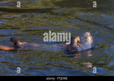 Nord America Lontra di fiume a Slimbridge Foto Stock