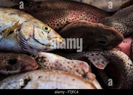 Pesci catturati e sbarcati in Newquay Harbour in Cornovaglia. Foto Stock