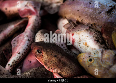 Pesci catturati e sbarcati in Newquay Harbour in Cornovaglia. Foto Stock