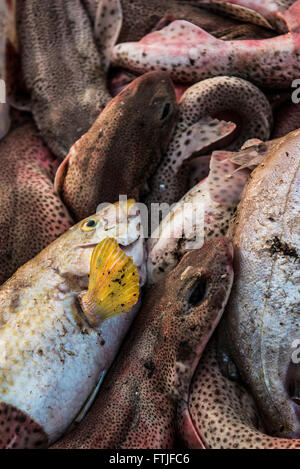 Pesci catturati e sbarcati in Newquay Harbour in Cornovaglia. Foto Stock