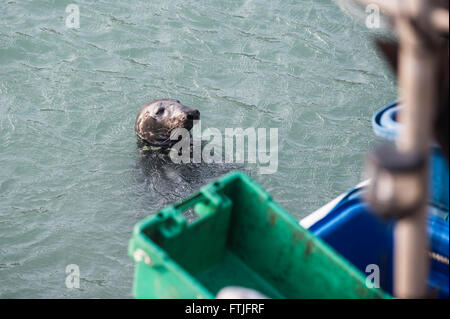 Uno dei semi-residente grandi le foche grigie appare in Newquay Harbour nella speranza di essere alimentati da un pescatore. Foto Stock