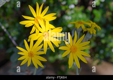 Senecio medley-woodii, Afrika Foto Stock