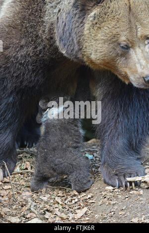Unione di orso bruno femmina con i giovani, 3 mesi (Ursus arctos) Foto Stock