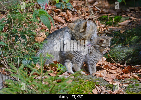 Gatto selvatico europeo con kitten (Felis silvestris) Foto Stock