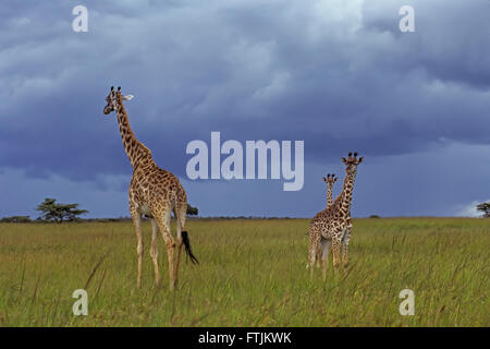 Masai Giraffe famiglia nella tempesta di avvicinamento Foto Stock