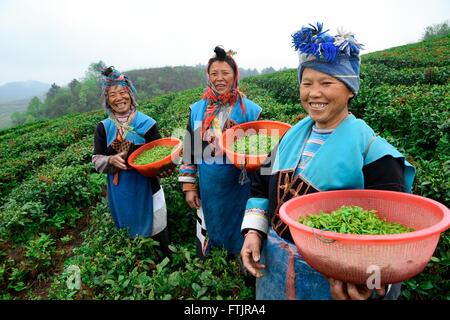 Anshun, della Cina di Guizhou. 29 Mar, 2016. I partecipanti mostrano appena raccolte le foglie di tè durante un concorso in Anshun, a sud-ovest della Cina di Guizhou, Marzo 29, 2016. Più di 100 concorrenti hanno partecipato al concorso di tè picking, frittura e tè arte di eseguire qui il martedì. Credito: Liu Xu/Xinhua/Alamy Live News Foto Stock