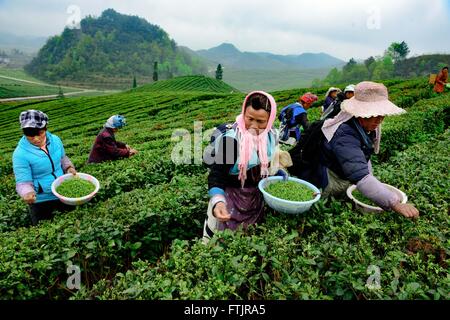 Anshun, della Cina di Guizhou. 29 Mar, 2016. I partecipanti pick le foglie di tè durante un concorso in Anshun, a sud-ovest della Cina di Guizhou, Marzo 29, 2016. Più di 100 concorrenti hanno partecipato al concorso di tè picking, frittura e tè arte di eseguire qui il martedì. Credito: Liu Xu/Xinhua/Alamy Live News Foto Stock