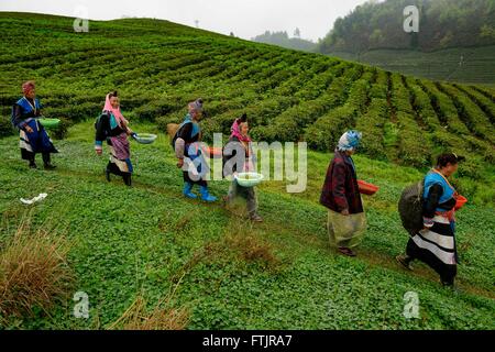 Anshun, della Cina di Guizhou. 29 Mar, 2016. La gente a piedi per prendere parte a un tè picking contest in Anshun, a sud-ovest della Cina di Guizhou, Marzo 29, 2016. Più di 100 concorrenti hanno partecipato al concorso di tè picking, frittura e tè arte di eseguire qui il martedì. Credito: Liu Xu/Xinhua/Alamy Live News Foto Stock