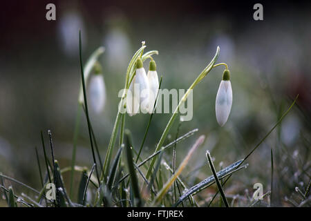 Dresden, Germania. 04 Mar, 2016. Rugiada di mattina aderisce a una snowdrop su un prato a Dresda, Germania, 04 marzo 2016. Foto: ARNO BURGI/dpa/Alamy Live News Foto Stock