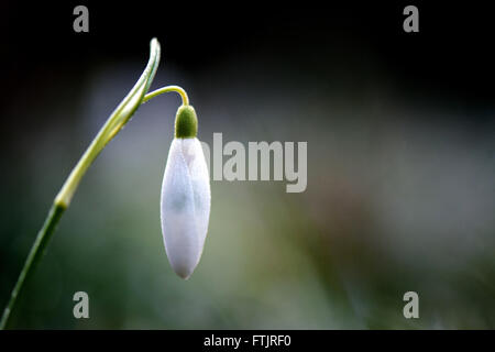 Dresden, Germania. 04 Mar, 2016. Rugiada di mattina aderisce a una snowdrop su un prato a Dresda, Germania, 04 marzo 2016. Foto: ARNO BURGI/dpa/Alamy Live News Foto Stock