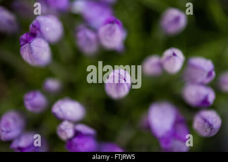 Amburgo, Germania. 09Mar, 2016. Viola crocusses raffigurato su un prato a Amburgo, Germania, 09 marzo 2016. Foto: LUKAS SCHULZE/dpa/Alamy Live News Foto Stock