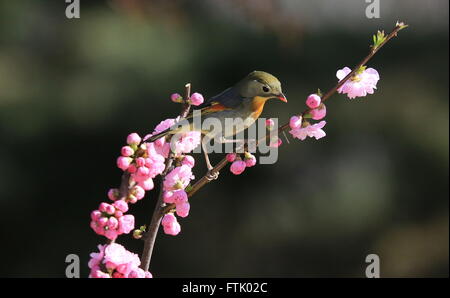 Pechino, Cina. 29 Mar, 2016. Un uccello si erge su un ramo con fiori di susina presso un parco di Pechino, capitale della Cina, 29 marzo 2016. © Liu Xianguo/Xinhua/Alamy Live News Foto Stock