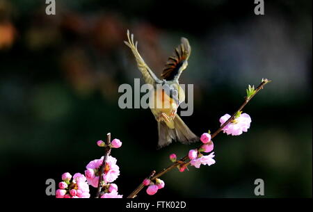 Pechino, Cina. 29 Mar, 2016. Un uccello vola in mezzo a fiori di susina presso un parco di Pechino, capitale della Cina, 29 marzo 2016. © Liu Xianguo/Xinhua/Alamy Live News Foto Stock