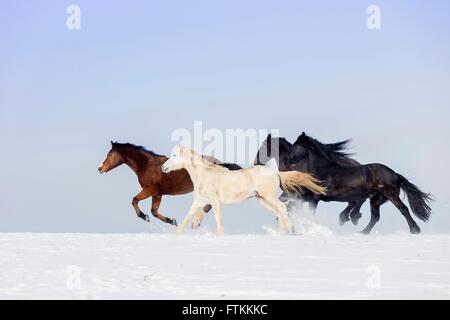 Warmblood. Quattro cavalli al galoppo su un pascolo innevato. Germania Foto Stock
