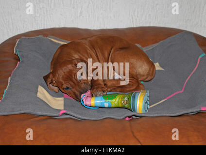 Ridgeback rhodesiano. Cucciolo giacente su un letto matrimoniale mentre rosicchia su un childrens Wellington boot. Germania Foto Stock