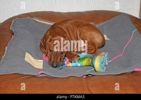 Ridgeback rhodesiano. Cucciolo giacente su un letto matrimoniale mentre rosicchia su un childrens Wellington boot. Germania Foto Stock