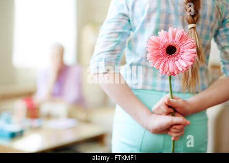 Nascondere pink gerbera Foto Stock