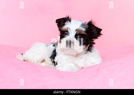 Biewer Terrier. Cucciolo (7 settimane di età) giacenti. Studio Immagine contro un sfondo rosa. Germania Foto Stock