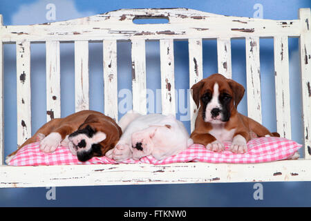 Boxer tedesche. Tre cuccioli (6 settimane di età) dormire su un portico swing. Studio Immagine contro uno sfondo bianco. Germania Foto Stock