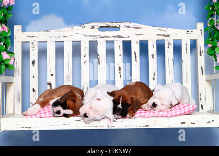 Boxer tedesche. Quattro cuccioli (6 settimane di età) dormire su un portico swing. Studio Immagine contro uno sfondo bianco. Germania Foto Stock