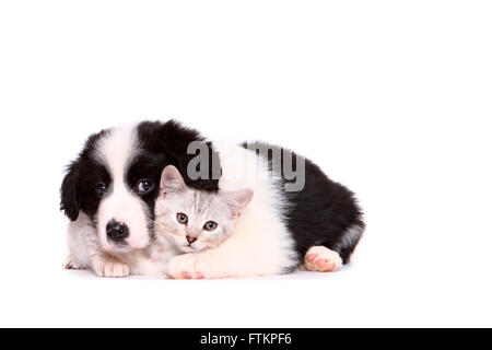 Border Collie. Cucciolo (7 settimane di età) e gattino rannicchiò insieme. Studio Immagine contro uno sfondo bianco. Germania Foto Stock