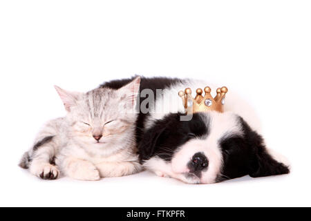Border Collie. Cucciolo (7 settimane di età), che indossa una corona e gattino dorme rannicchiò insieme. Studio Immagine contro uno sfondo bianco. Germania Foto Stock