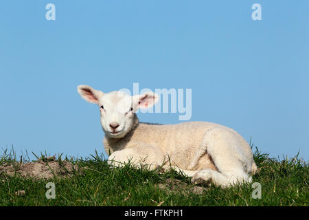 Ovini domestici. Agnello giacente su una diga. Germania Foto Stock