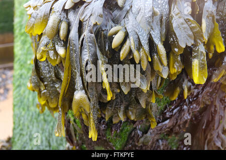 Le alghe sul vecchio weathered groyne a Sheringham, North Norfolk, Inghilterra Foto Stock
