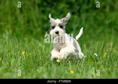 Schnauzer in miniatura. Cucciolo (6 settimane di età) in esecuzione su un prato. Germania Foto Stock