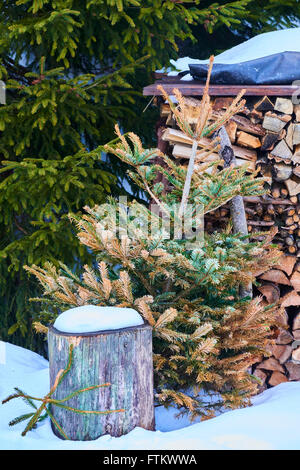 Dead albero di Natale al di fuori pronto per legna da ardere Foto Stock