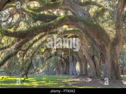 Live Oak Tree - Oak Avenue Charleston lecci con muschio Spagnolo Foto Stock