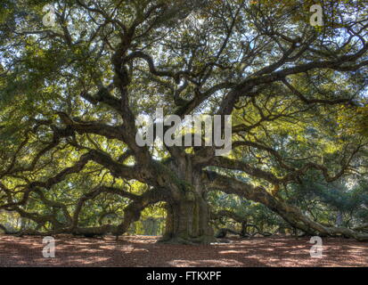 Angolo Quercia - Majestic Live Oak tree angolo Foto Stock