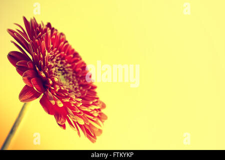 Biglietto di auguri con rosso fiore di gerbera closeup Foto Stock