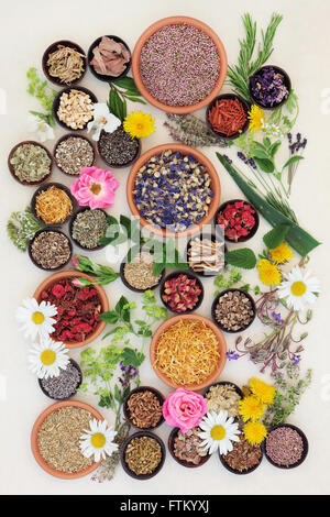 La guarigione di erbe e di selezione di fiori utilizzati in medicina di erbe su screziato crema fatti a mano lo sfondo della carta. Foto Stock