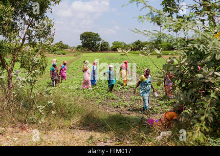 Un gruppo di Indiani le donne che lavorano nei campi lungo la strada di Chennai, Tindivanam, Viluppuram, Tamil Nadu, India, Asia Foto Stock