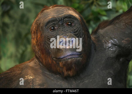 Ritratto di close-up di un africano ripiene gorilla adulto Foto Stock