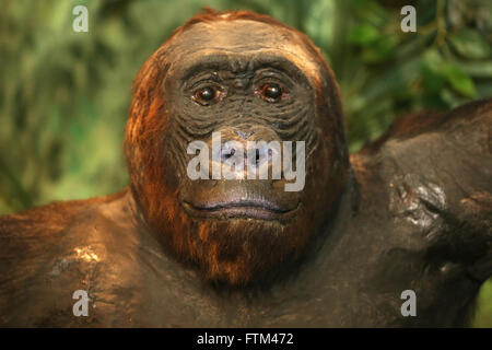 Close up di un africano ripiene gorilla adulto Foto Stock