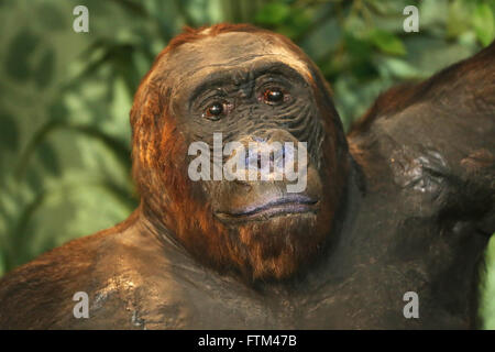 Ritratto di close-up di un africano ripiene gorilla adulto Foto Stock